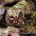 lizardfish_reef_res_h_0705_png0271.jpg